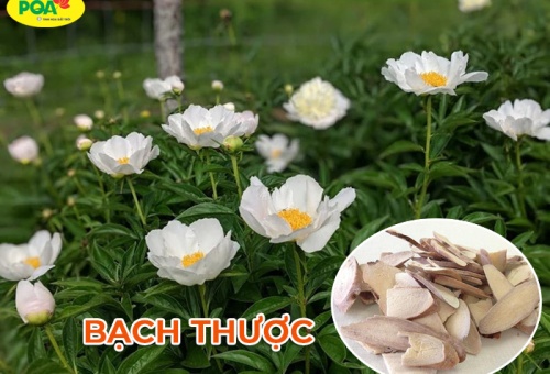 Bạch thược là gì? Công dụng chữa bệnh thần kỳ của bạch thược